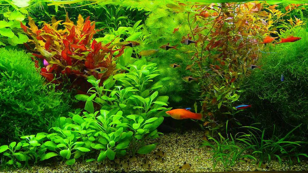 Aquarium experience module
