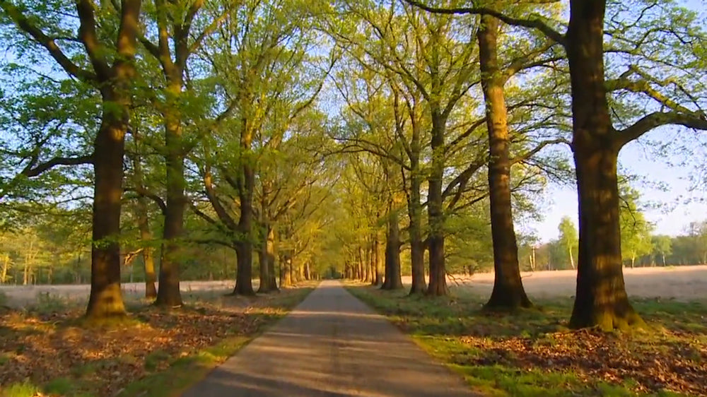 Experience module Forest walk