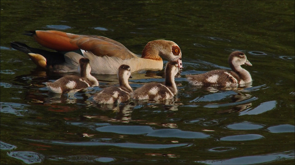 Ducks &amp; Swans Experience Module