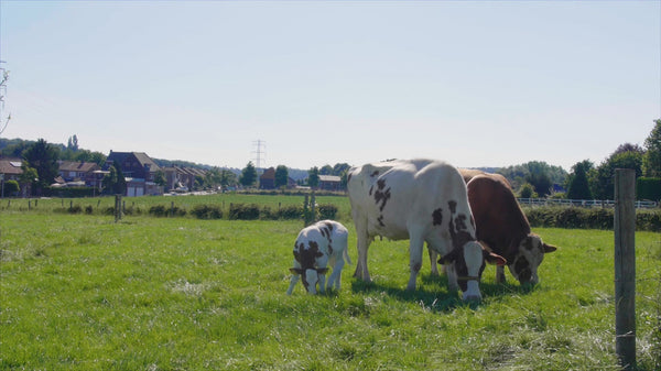 Farm Life Experience Module