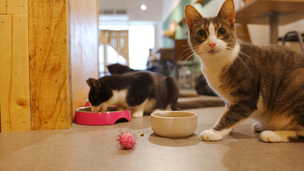 Pets Experience Module
