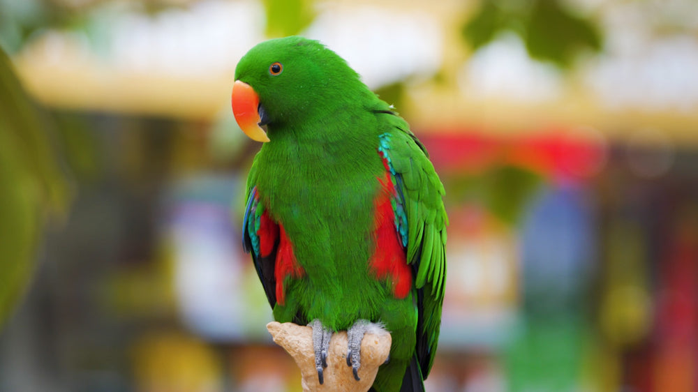 Birds Experience Module