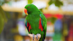 Birds Experience Module