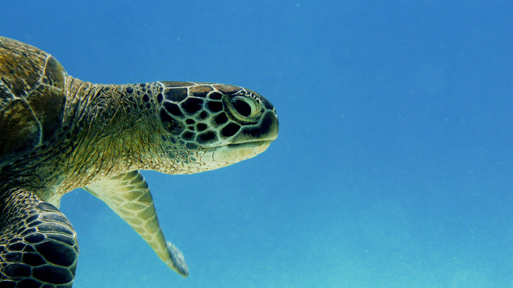 Underwater World Experience Module
