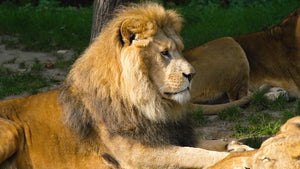Zoo experience module