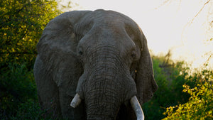 Experience module African safari